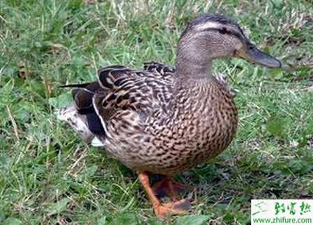 利用網床養殖野鴨的技術