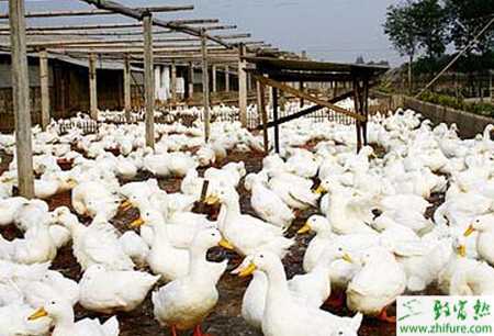 密集旱養肉鴨的方法