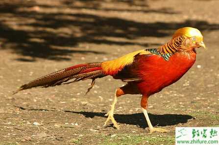 養殖錦雞高效需重視三階段的管理