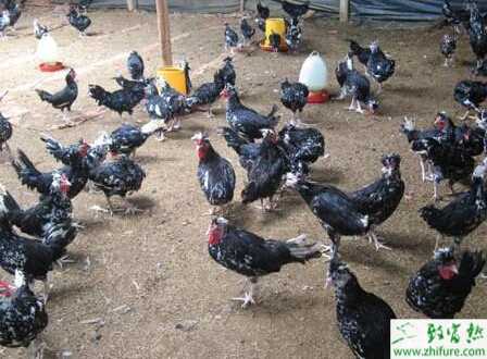 養(yǎng)殖貴妃雞如何選擇雞苗