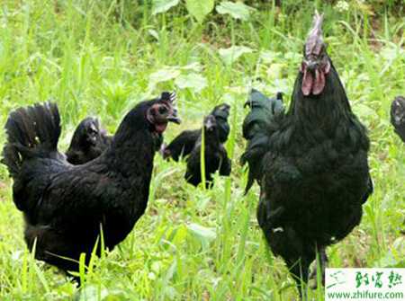 養殖烏雞怎樣防治烏雞禽流感