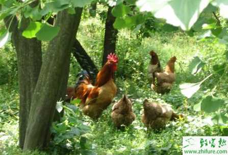 掌握好五要點飼養放養土雞