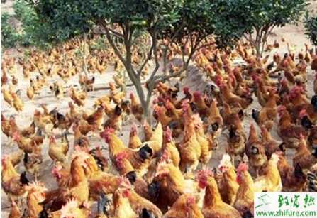 養殖肉雞夏季需要注意的要點
