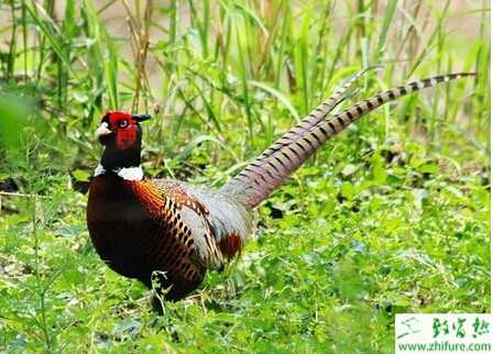 養殖野雞如何防止惡癖