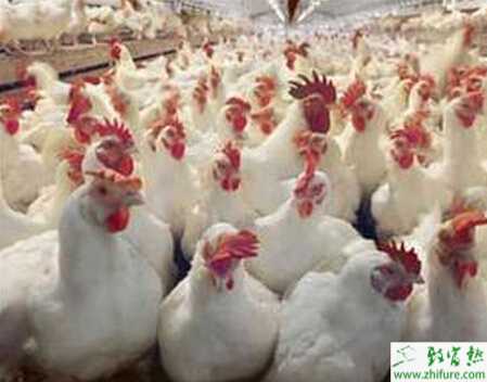 養殖白羽肉雞減少雛雞死亡的有效措施