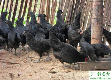 養殖綠殼蛋雞提高其產蛋率的竅門