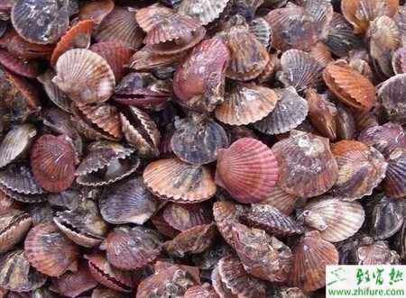 養殖海灣扇貝的人工育苗