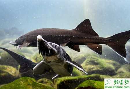 利用網箱養殖鱘魚的技術