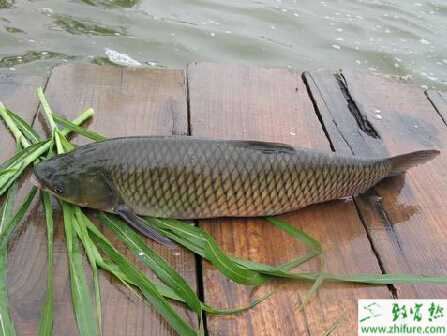 網箱養殖草魚的經驗