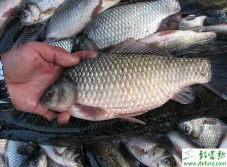 鯽魚養殖出血病的防治