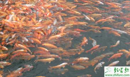 養殖越冬鯉魚氣泡病防治