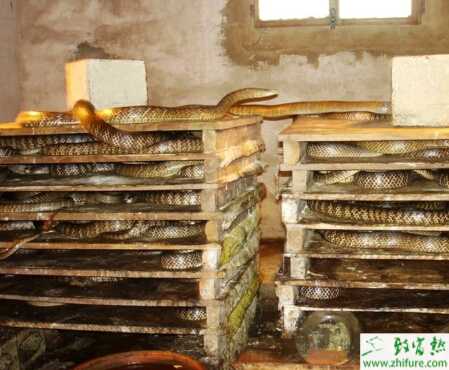 養(yǎng)殖王錦蛇的技術(shù)