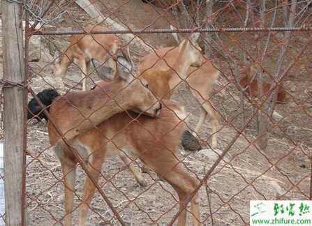 養殖狍子腹瀉、腸炎防治