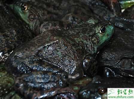 提高牛蛙產(chǎn)量的飼養(yǎng)的技術(shù)