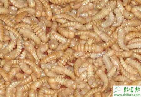 如何利用電溫架養(yǎng)殖黃粉蟲