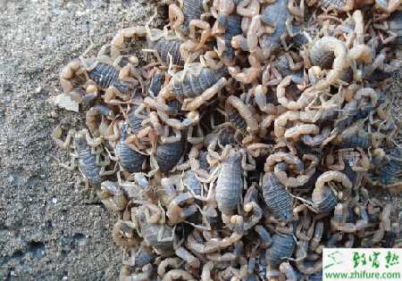 花房養蝎四季管理的經驗