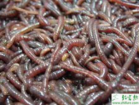 坑養(yǎng)水蚯蚓的方法