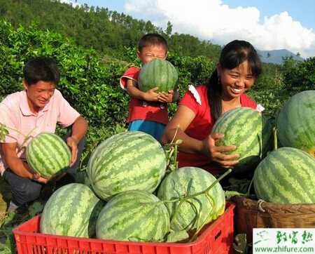 種西瓜人工輔助授粉技術