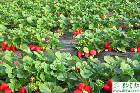 種草莓的施肥技術(shù)