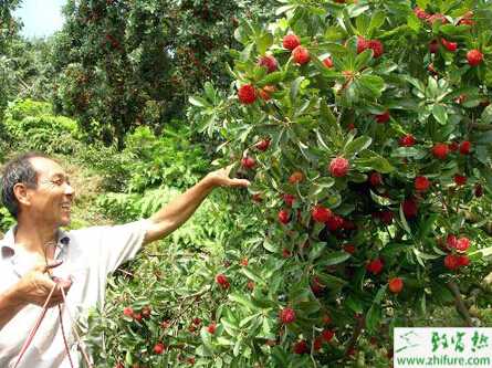 種楊梅低產樹的改造經驗