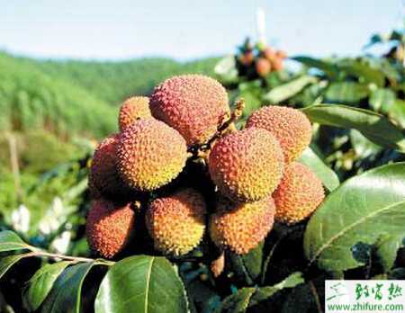 種荔枝霜凍后的補救措施