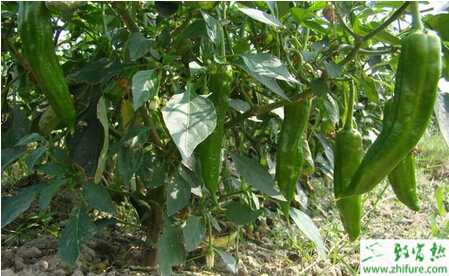 種辣椒的宿蔸栽培法