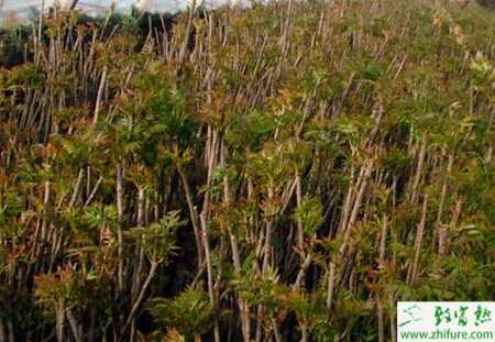 種香椿香椿樹的修剪及管理