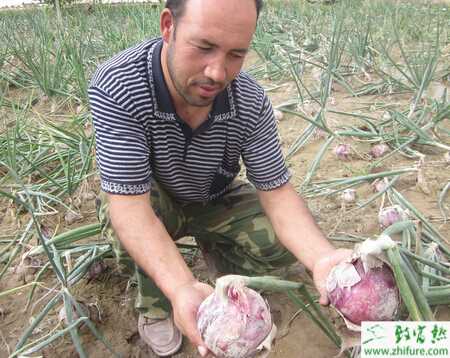 種洋蔥入春巧管護
