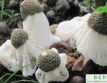 種竹蓀粘菌病的防治