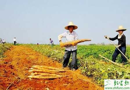 種山藥生產(chǎn)中的五個問題