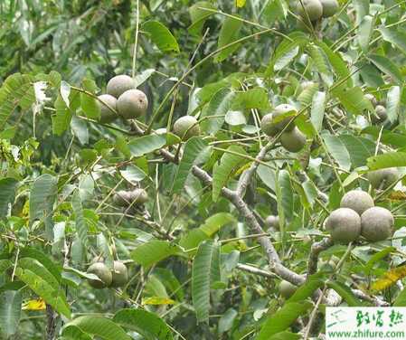 種核桃的嫁接技術