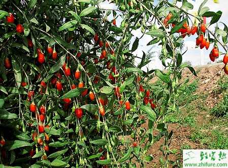 葉用枸杞的栽培方法