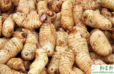 種天麻的覆蓋栽培法