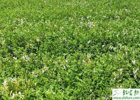 種金銀花密植豐產建園技術