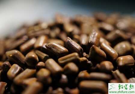 高產(chǎn)栽培決明子的經(jīng)驗