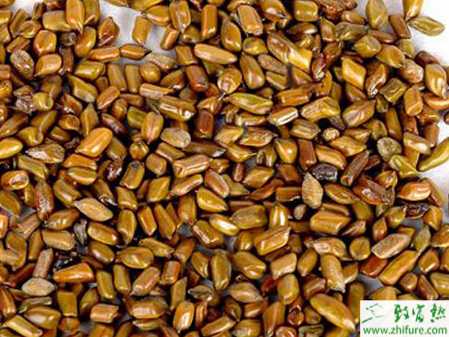 決明子套種天南星的技術(shù)