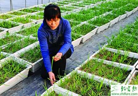 種韭菜銹病防治要及時