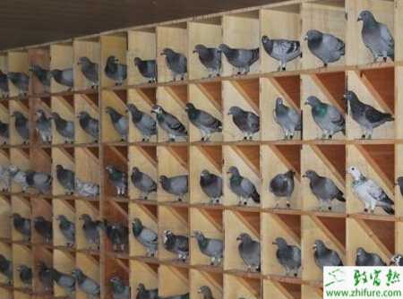 養鴿結核病的防治