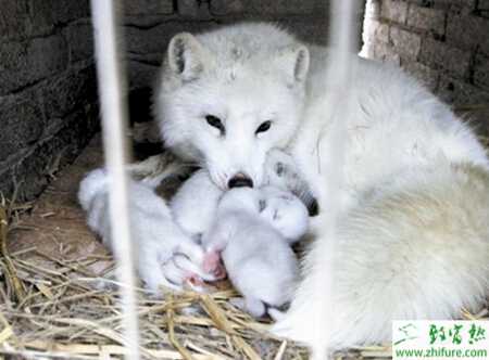 養(yǎng)殖狐貍常見產(chǎn)科病的防治