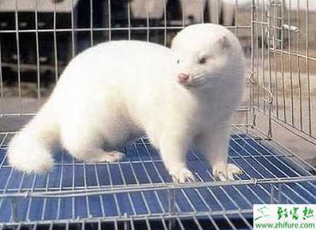 養貂增效有七招