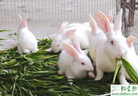 養兔胃腸炎的防治措施