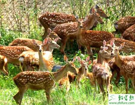 養鹿之仔鹿的人工哺乳