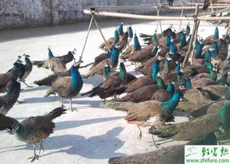 養殖孔雀暴發空腸彎曲桿菌的診治