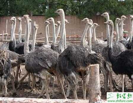 養(yǎng)殖鴕鳥白肌病的防治
