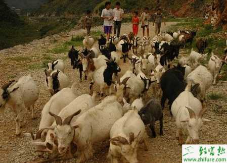 養(yǎng)殖山羊度夏管理要點