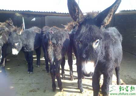 養(yǎng)肉驢賺錢嗎？