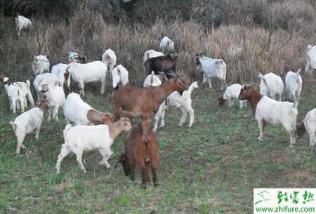 養(yǎng)殖波爾山羊的小訣竅