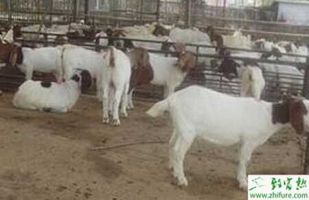 養(yǎng)殖肉羊舍飼如何進(jìn)行疾病預(yù)防