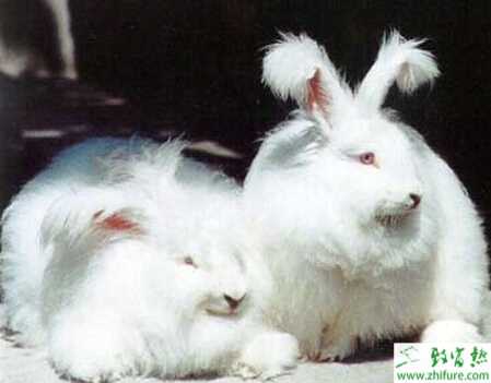 養殖長毛兔如何讓其增毛四法