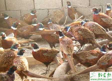 養(yǎng)殖山雞育雛的經(jīng)驗